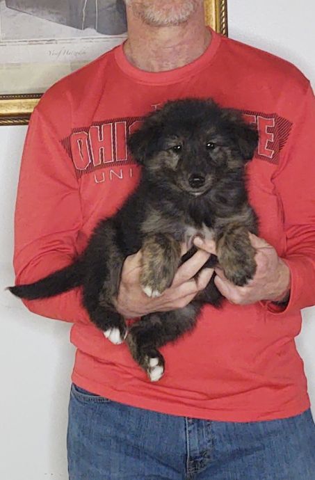 Sport, an 8-week old male Golden Retriever / Collie mix.