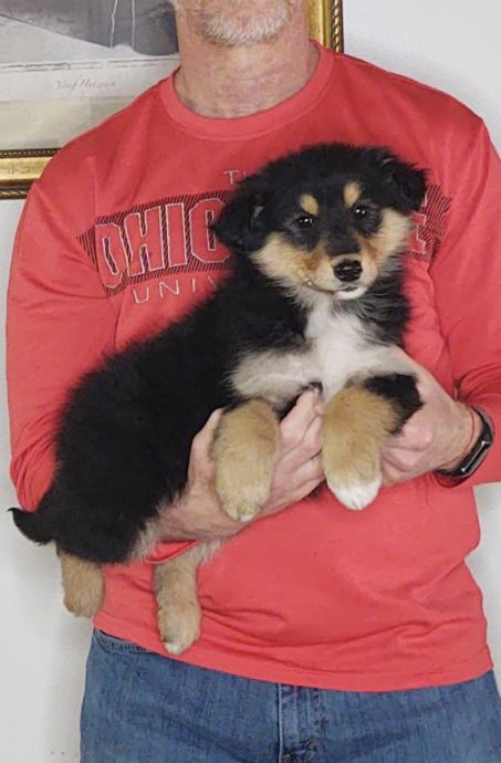 Sweetie, an 8-week old female Golden Retriever / Collie mix.