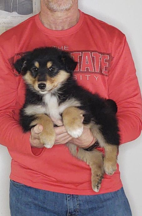 Sweetie, an 8-week old female Golden Retriever / Collie mix.