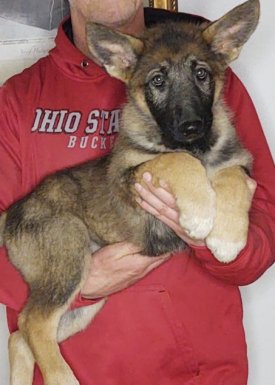 Tessa, a 10-week-old female German Shepherd