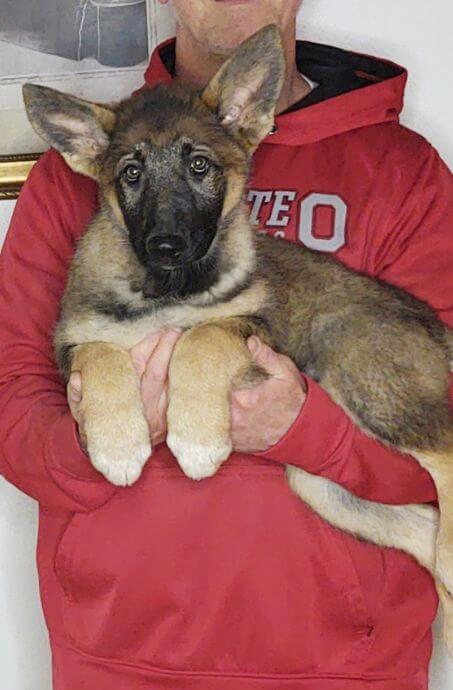 Tessa, a 10-week-old female German Shepherd