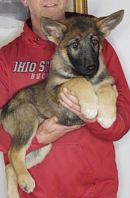 Tessa, a 10-week-old female German Shepherd