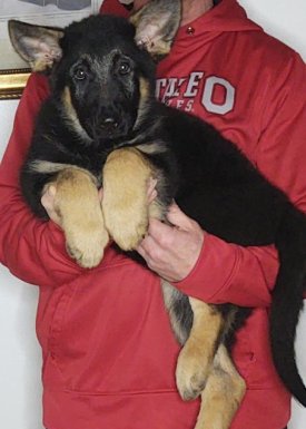 Thunder, a 10-week-old male German Shepherd