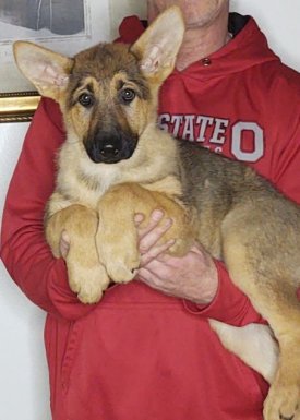 Treasure, a 10-week-old female German Shepherd