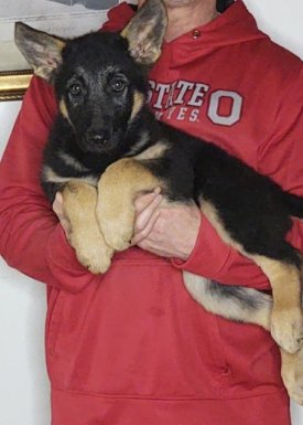 Trinity, a 10-week-old female German Shepherd