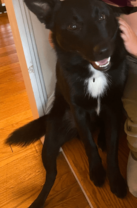 Rufus, a 1.5-year-old Border Collie mix