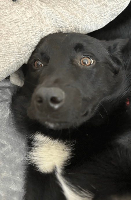 Rufus, a 1.5-year-old Border Collie mix