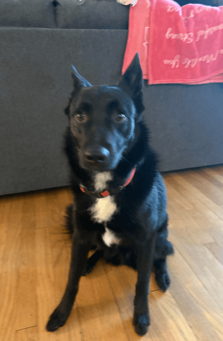Rufus, a 1.5-year-old Border Collie mix