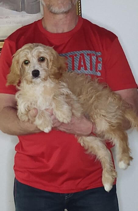 Benji, a 14-week-old male Goldendoodle / Cavapoo mix