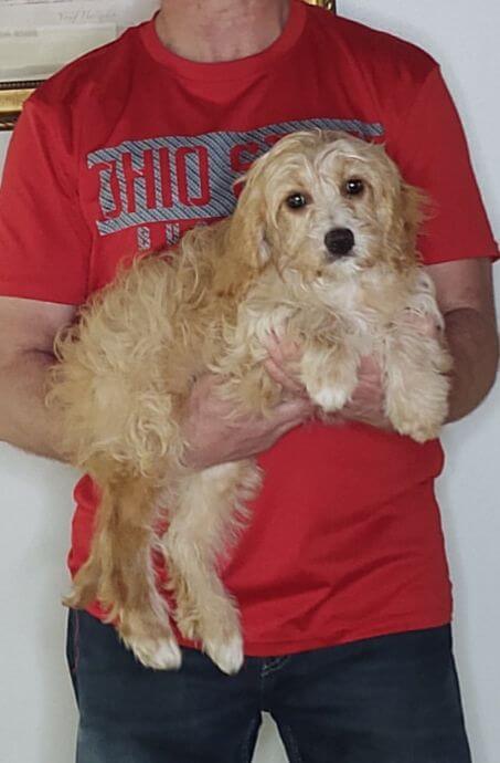 Benji, a 14-week-old male Goldendoodle / Cavapoo mix