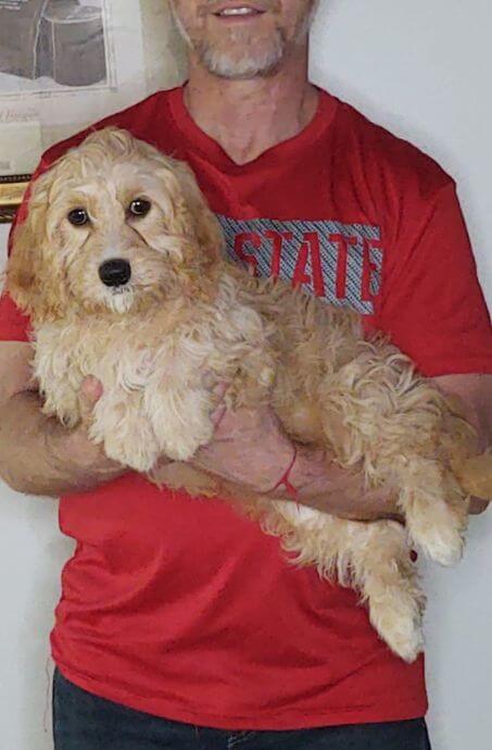 Brownie, a 14-week-old male Goldendoodle / Cavapoo mix