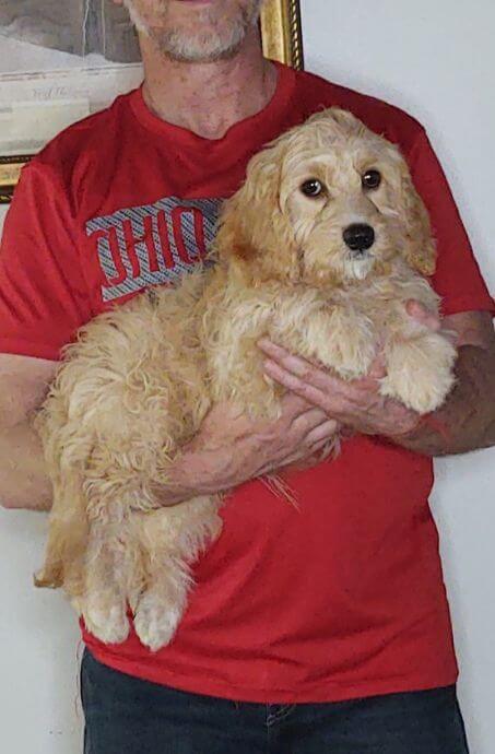 Brownie, a 14-week-old male Goldendoodle / Cavapoo mix