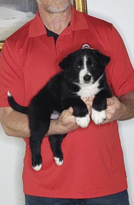 Captain, an 8-week-old male Border Collie Australian Shepherd mix.
