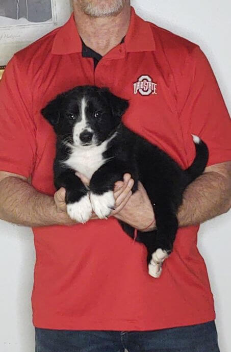 Captain, an 8-week-old male Border Collie Australian Shepherd mix.