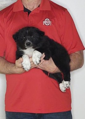 Champ, an 8-week-old male Border Collie Australian Shepherd mix.