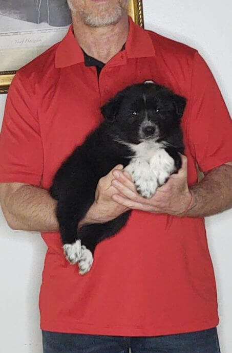 Champ, an 8-week-old male Border Collie Australian Shepherd mix.