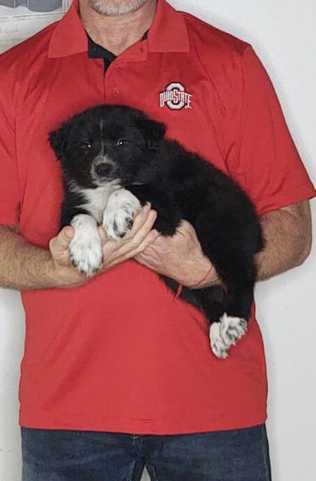 Champ, an 8-week-old male Border Collie Australian Shepherd mix.