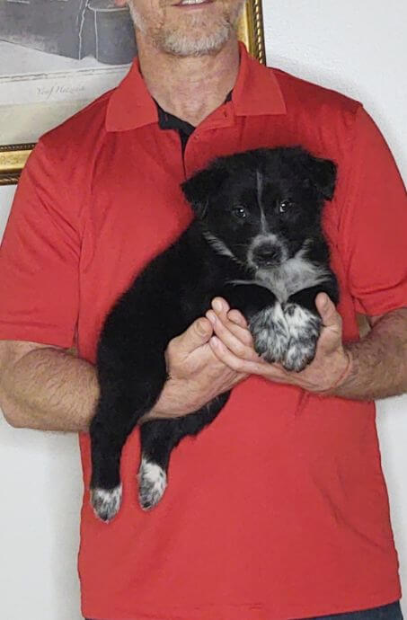 Chase, an 8-week-old male Border Collie Australian Shepherd mix.