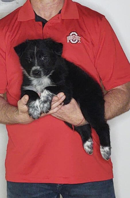 Chase, an 8-week-old male Border Collie Australian Shepherd mix.