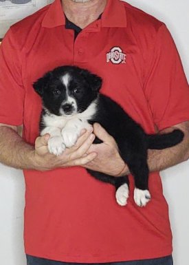 Chloe, an 8-week-old female Border Collie Australian Shepherd mix.