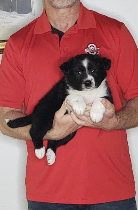 Chloe, an 8-week-old female Border Collie Australian Shepherd mix.