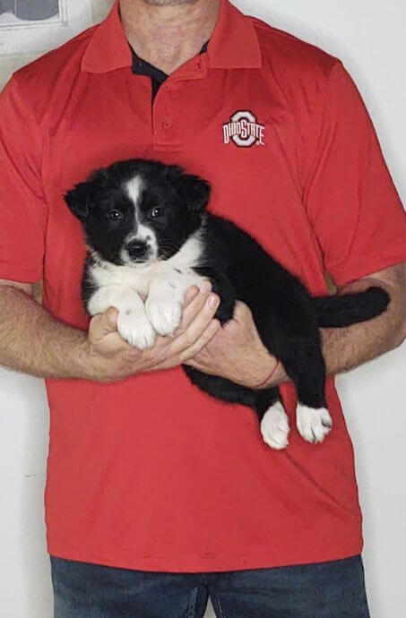 Chloe, an 8-week-old female Border Collie Australian Shepherd mix.