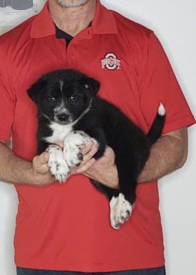 Clyde, an 8-week-old male Border Collie Australian Shepherd mix.