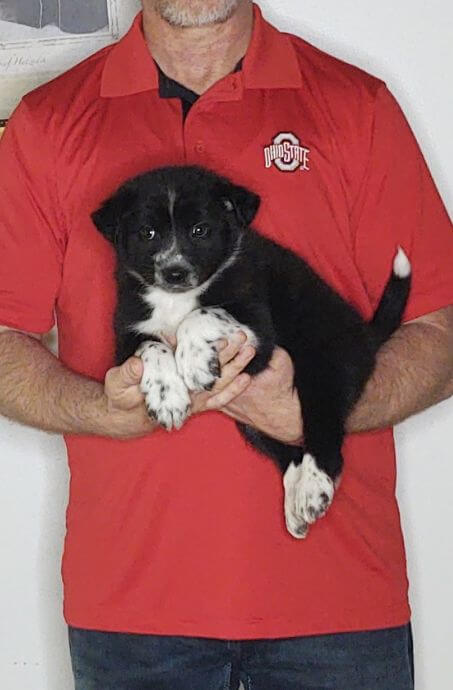 Clyde, an 8-week-old male Border Collie Australian Shepherd mix.