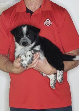 Cooper, an 8-week-old male Border Collie Australian Shepherd mix.