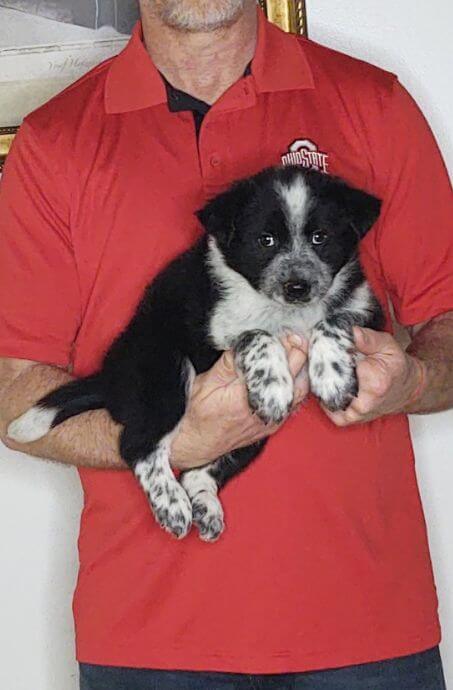 Cooper, an 8-week-old male Border Collie Australian Shepherd mix.