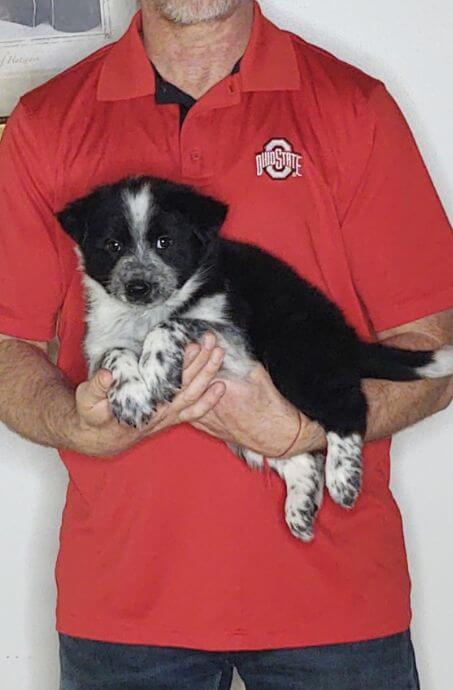 Cooper, an 8-week-old male Border Collie Australian Shepherd mix.