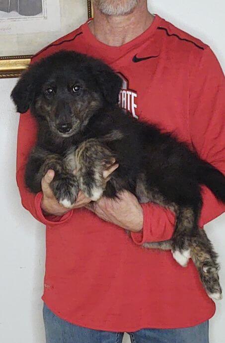 Duke, an 11-week-old male Golden Retriever / Collie Mix.