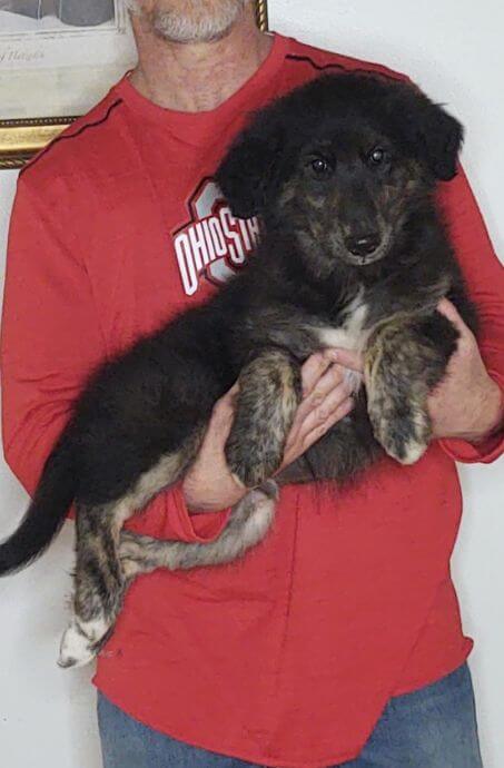 Duke, an 11-week-old male Golden Retriever / Collie Mix.