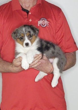 Faith, an 8-week-old female Corgi / Mini Bernadoodle.