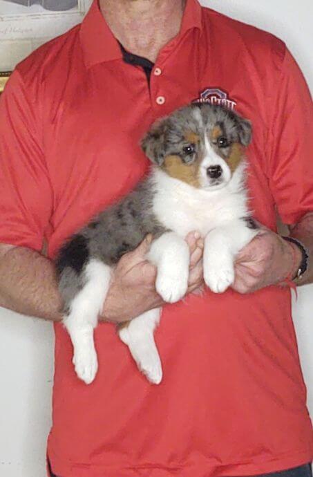 Faith, an 8-week-old female Corgi / Mini Bernadoodle.