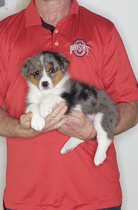 Faith, an 8-week-old female Corgi / Mini Bernadoodle.