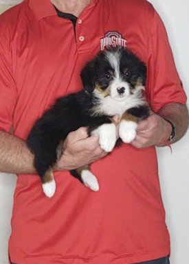 Fergie, an 8-week-old female Corgi / Mini Bernadoodle.