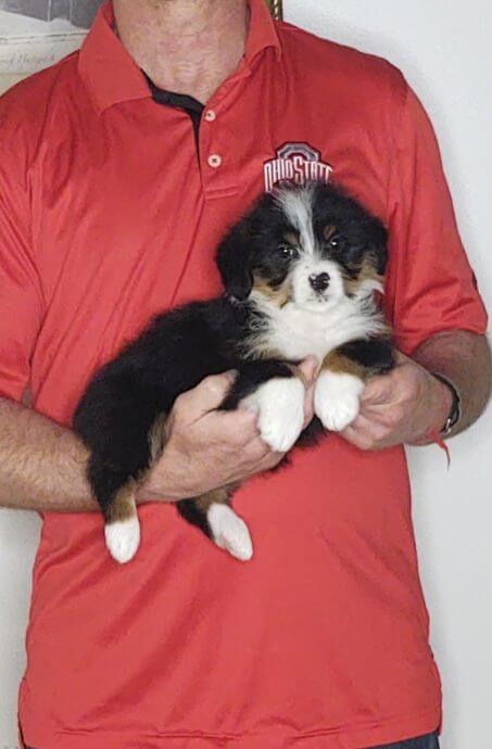 Fergie, an 8-week-old female Corgi / Mini Bernadoodle.