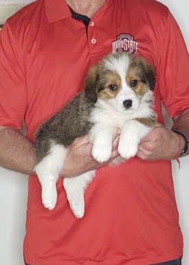 Frankie, an 8-week-old male Corgi / Mini Bernadoodle.