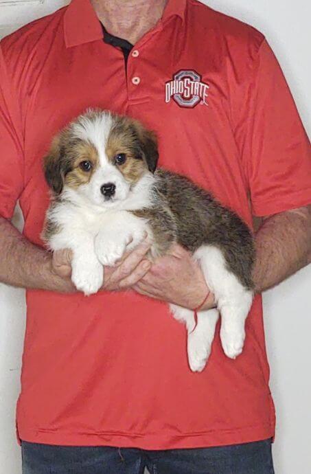 Frankie, an 8-week-old male Corgi / Mini Bernadoodle.