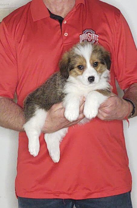Frankie, an 8-week-old male Corgi / Mini Bernadoodle.