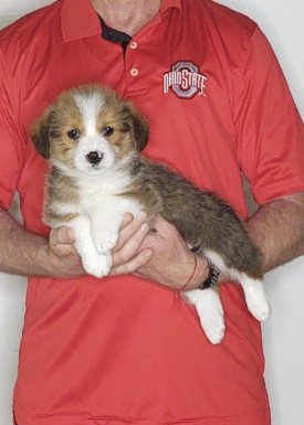 Freddy, an 8-week-old male Corgi / Mini Bernadoodle.