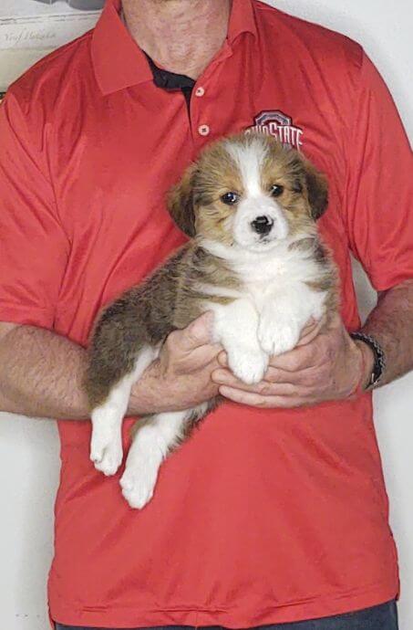 Freddy, an 8-week-old male Corgi / Mini Bernadoodle.