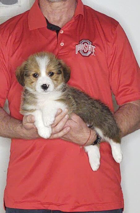 Freddy, an 8-week-old male Corgi / Mini Bernadoodle.