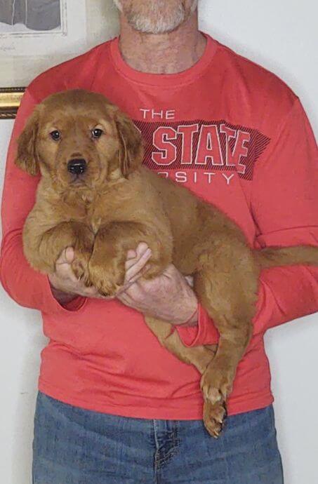 Ginger, a 10-week-old female Golden Retriever / Lab mix.