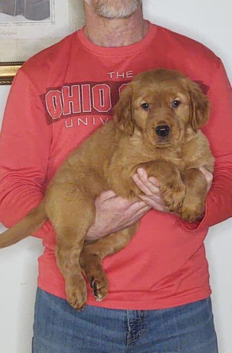 Ginger, a 10-week-old female Golden Retriever / Lab mix.
