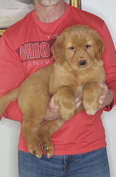 Guiness, a 10-week-old male Golden Retriever / Lab mix.
