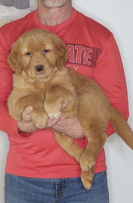 Guiness, a 10-week-old male Golden Retriever / Lab mix.