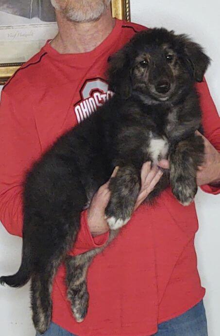 Harley, an 11-week-old male Golden Retriever / Collie Mix.