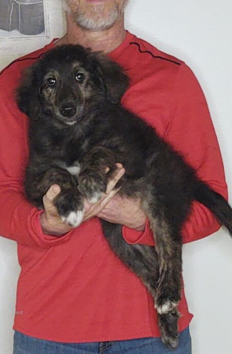 Harley, an 11-week-old male Golden Retriever / Collie Mix.